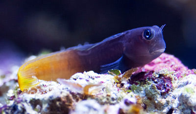 Bicolor Blenny
