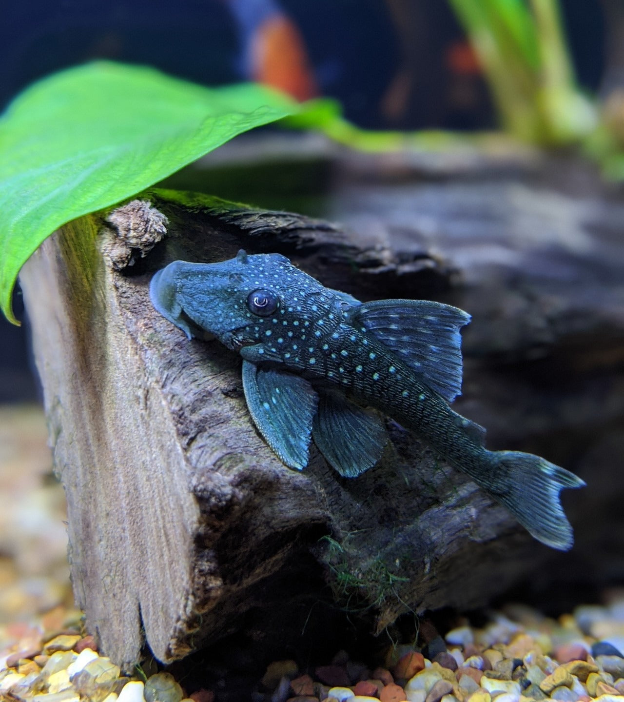 Blue Phantom (L-128) Plecostomus