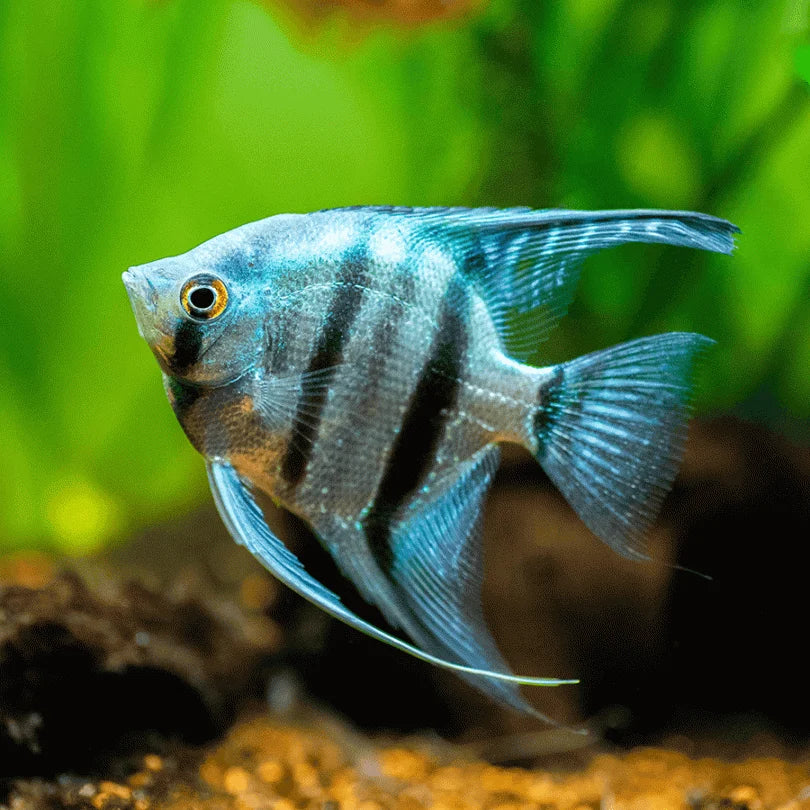 Assorted Angelfish