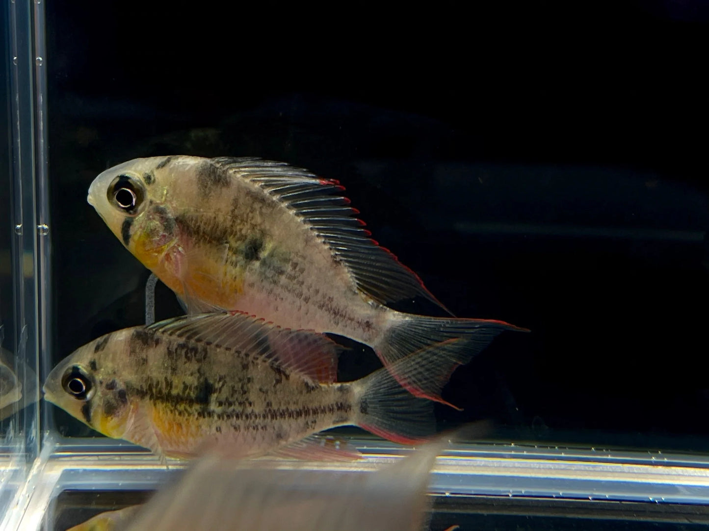 Bolivian Ram
