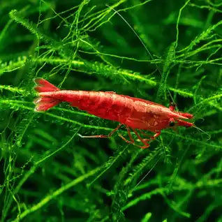 Cherry shrimp.