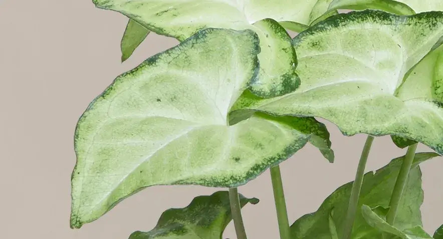 Arrowleaf Plant
