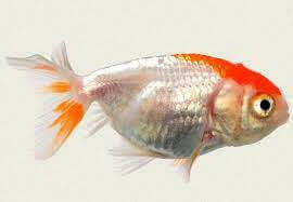 Ranchu Lionhead Goldfish, Red & White.