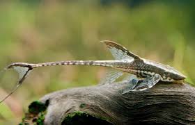 Royal Farlowella Catfish