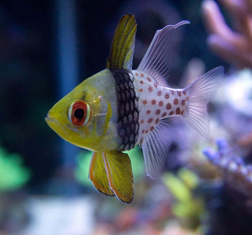 Pajama Cardinalfish