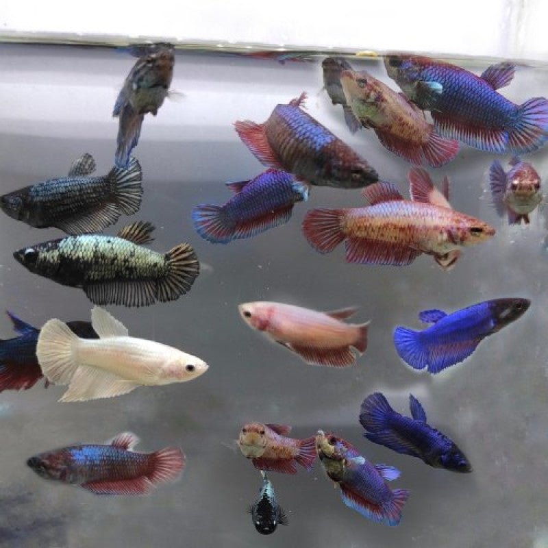 Betta, Male