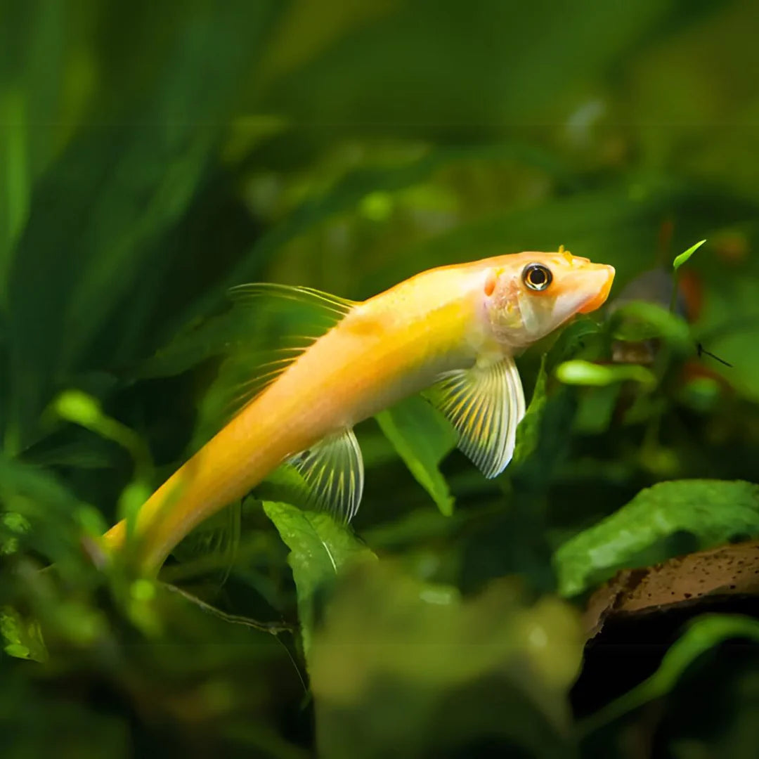 Chinese Algae Eater