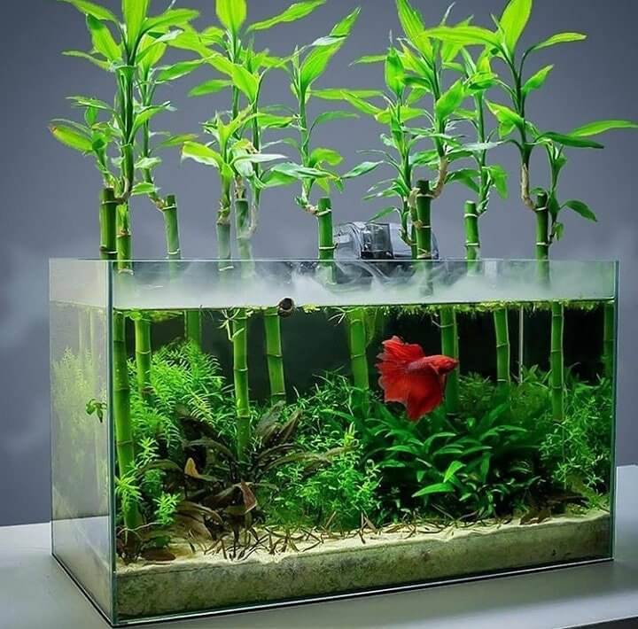 Lucky Bamboo