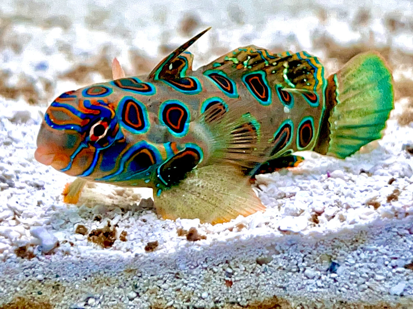Spotted Mandarin Goby