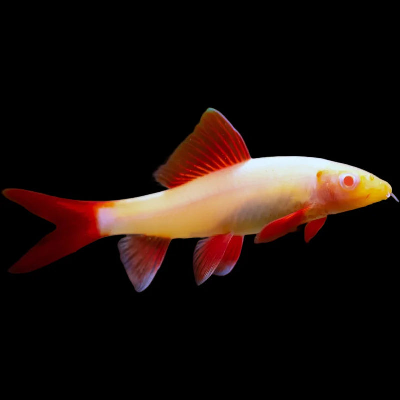 Rainbow shark
