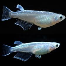 Daisy's Blue Rice Killifish