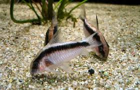 Skunk Cory Cat