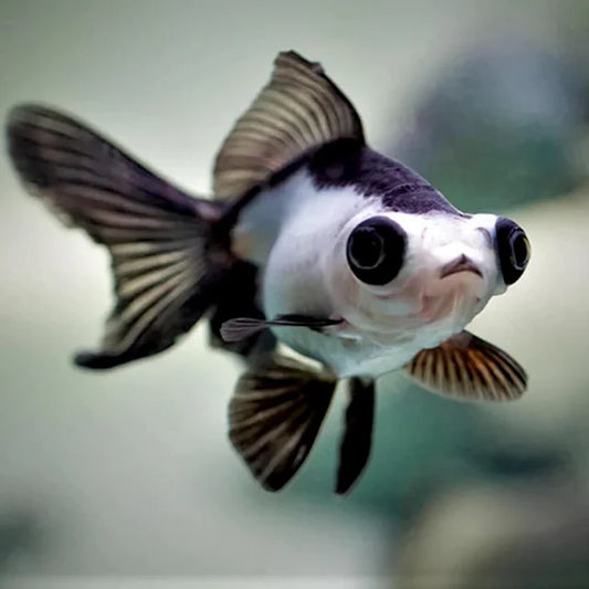 Imported Butterfly Panda Goldfish