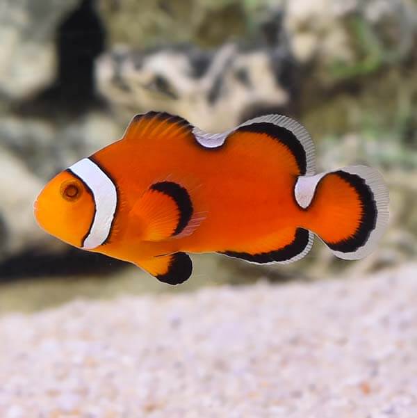 Misbar Ocellaris Clownfish