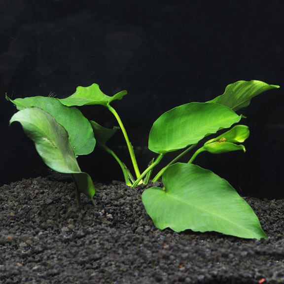 Assorted Anubias Potted