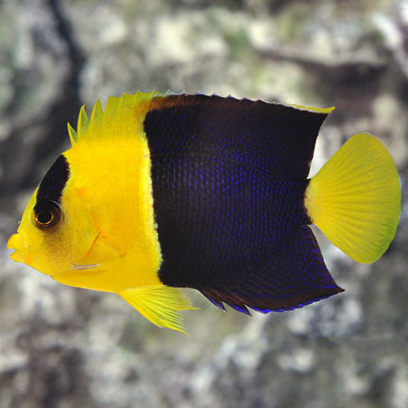 Bicolor Angelfish (Indo)