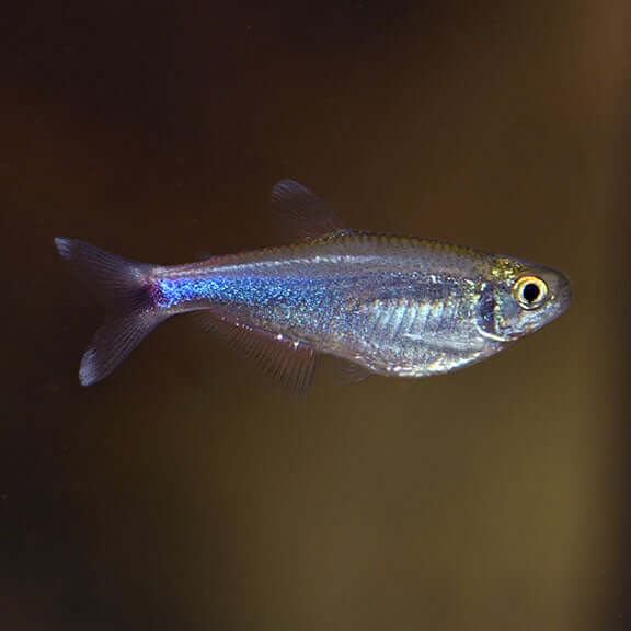 Blue Tetra