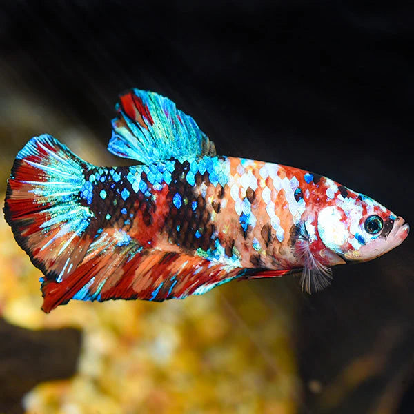 Betta, Male