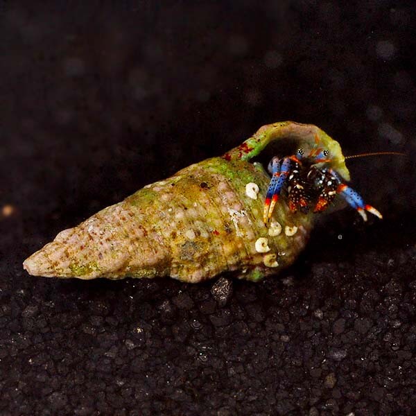Dwarf Blue Leg Hermit Crab