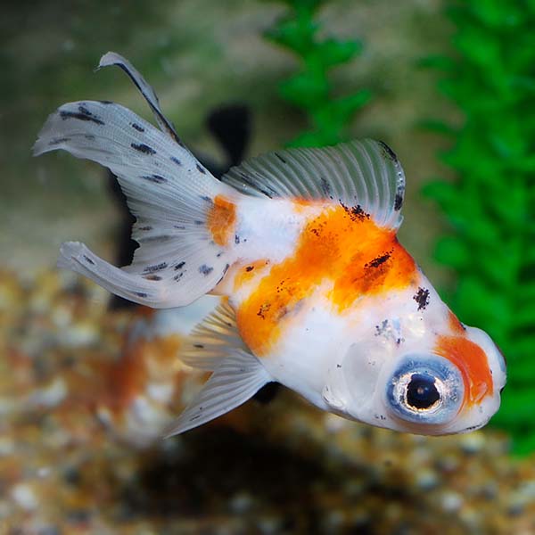 Imported Butterfly Panda Goldfish