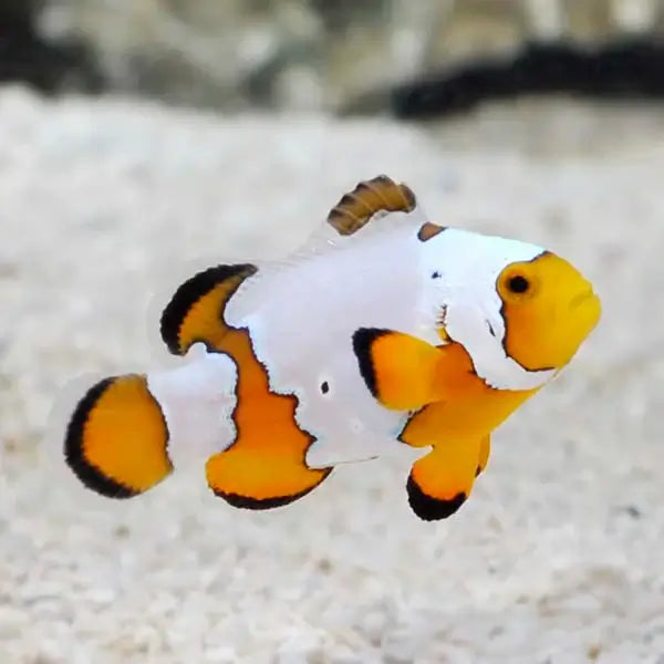 Premium Snowflake Clownfish