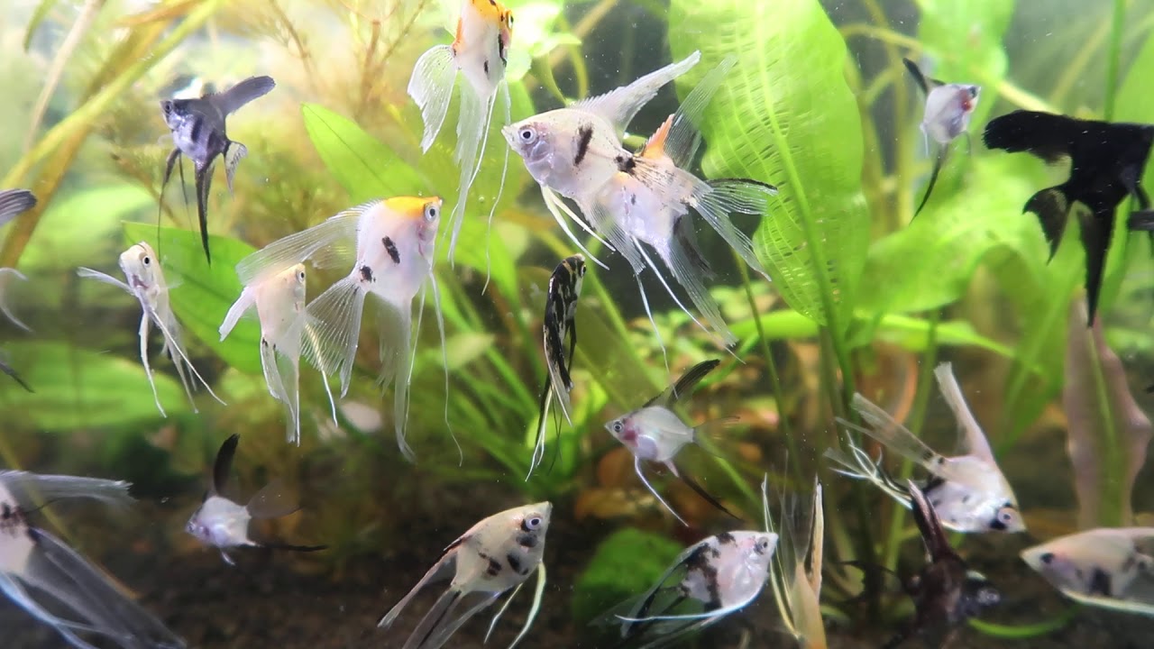 Assorted Angelfish