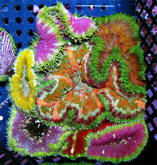 Assorted Mini Carpet Anemone
