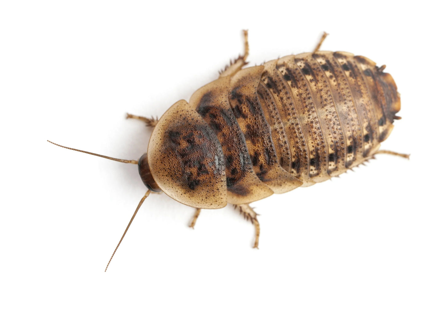 BugBox! Crickets