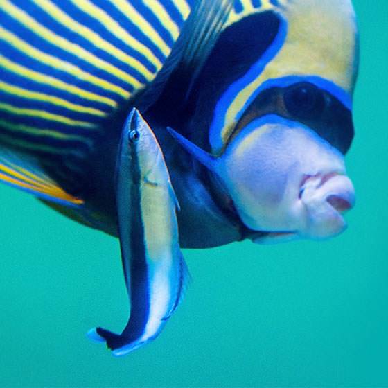 Cleaner Wrasse
