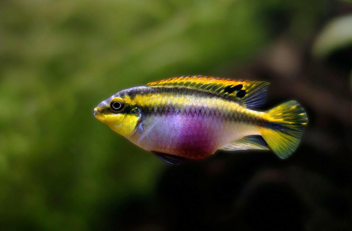 Kribensis Cichlid.