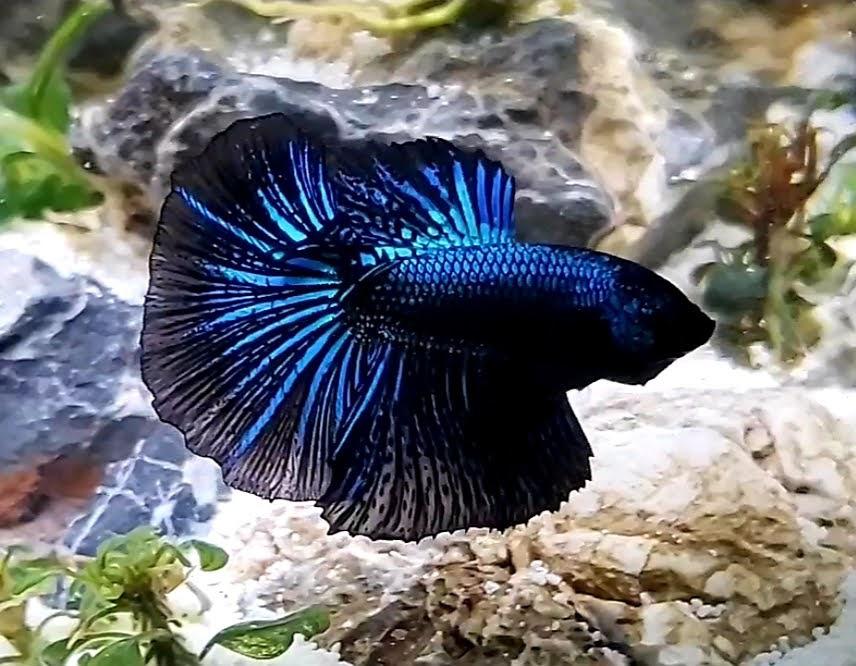 Betta, Male