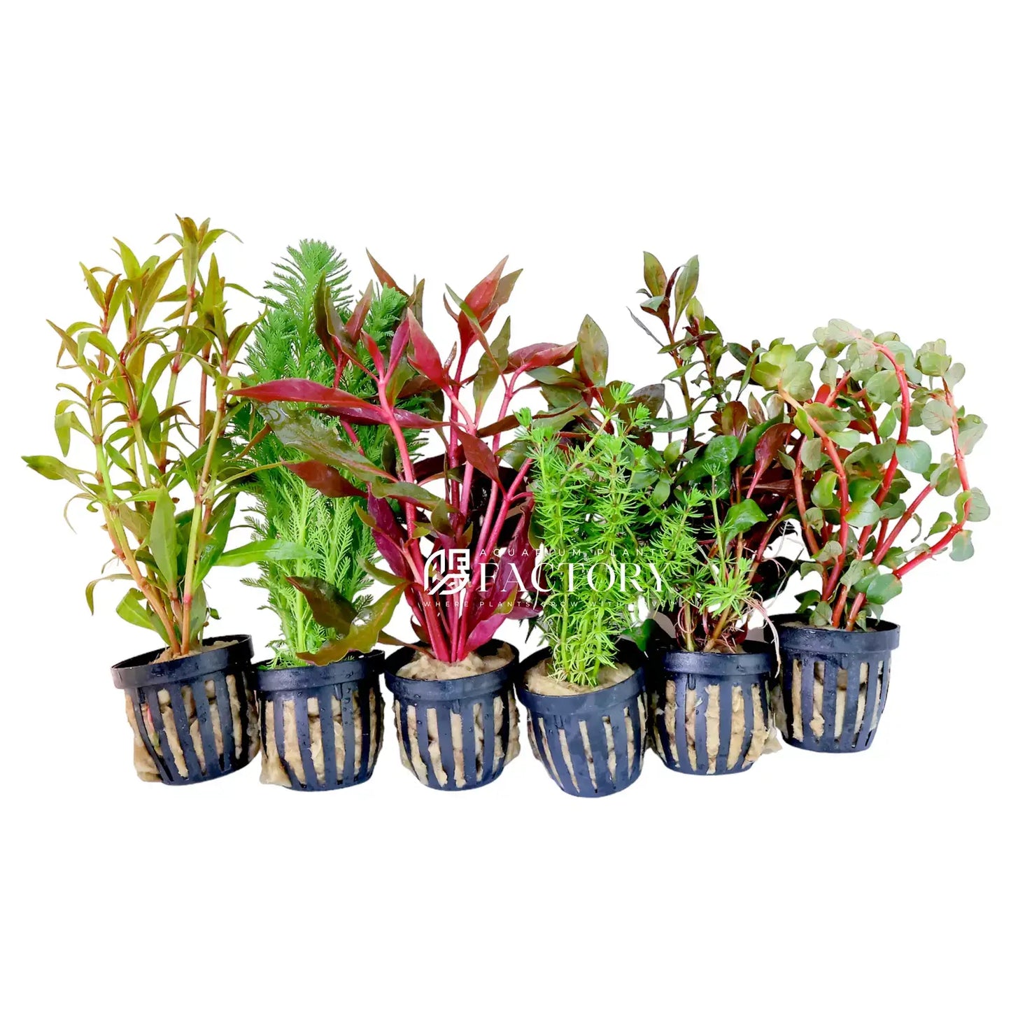 5B Aquariums Choice Assorted Potted Plants
