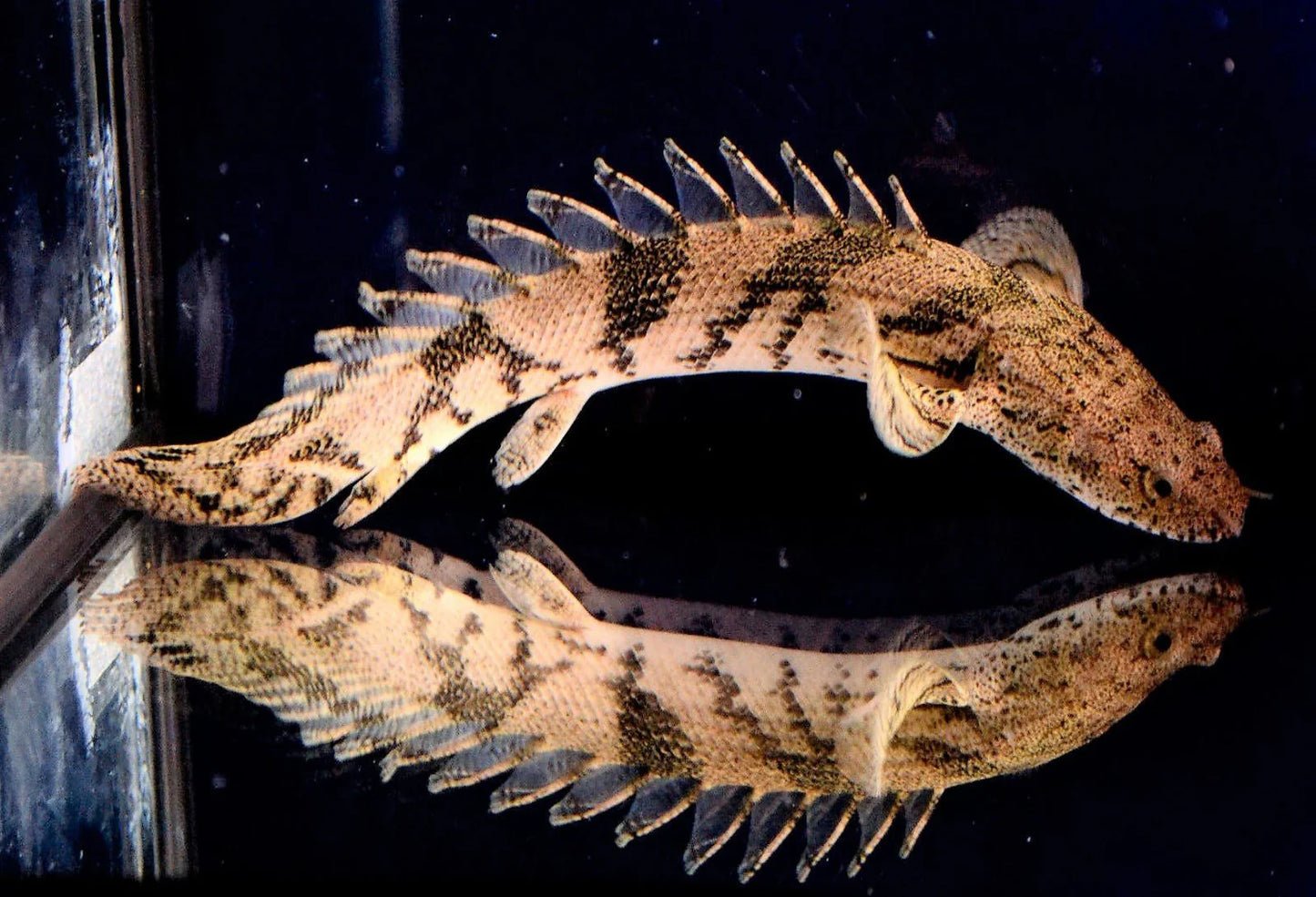 Senegalus Bichir