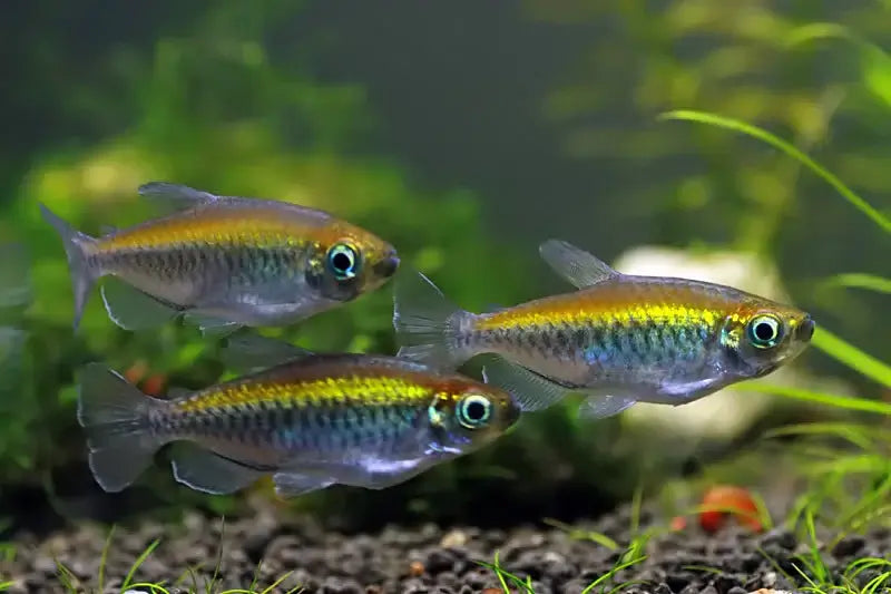 Congo Tetra.