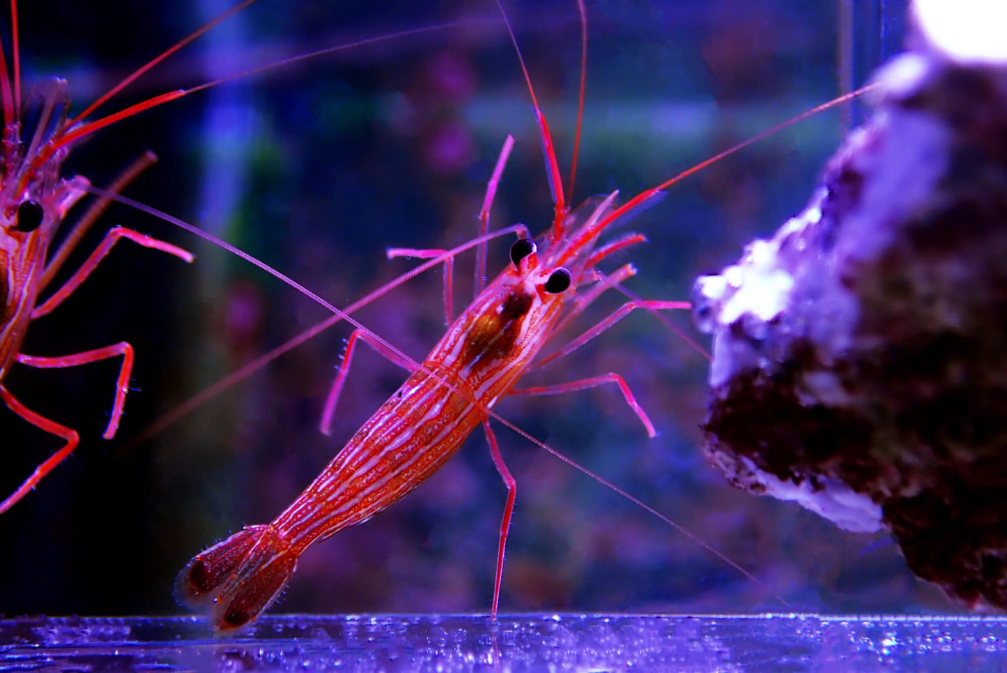 Peppermint Shrimp