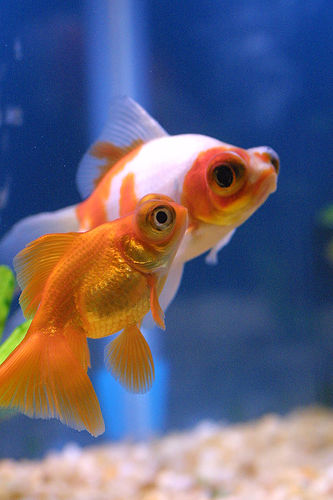 Imported Butterfly Panda Goldfish