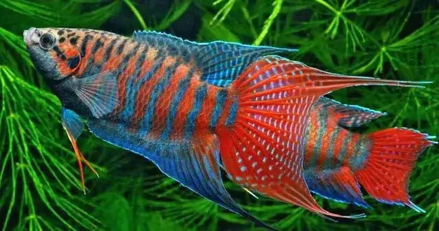 Blue Paradise Gourami