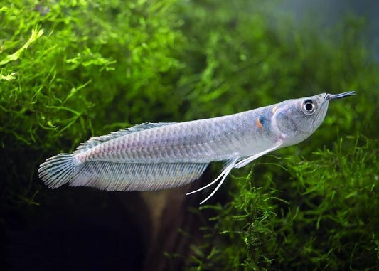 Silver Arowana
