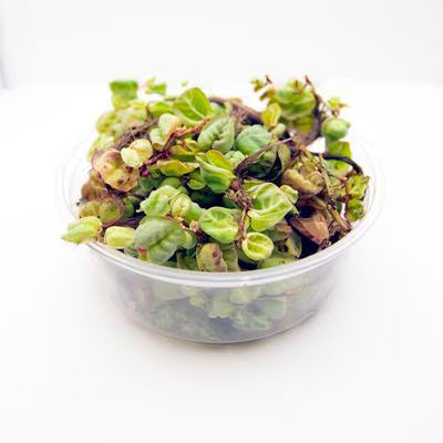 Red Root Floaters 4 Oz. Portion