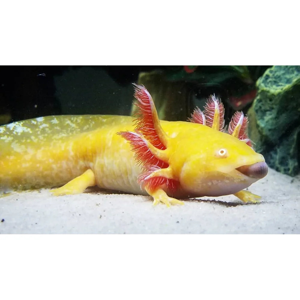 Axolotl