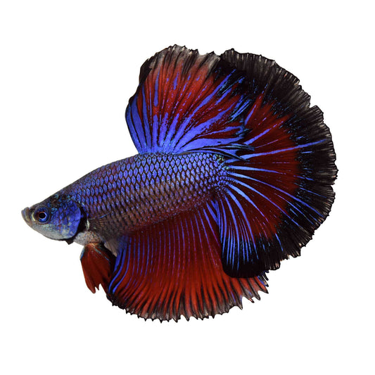 Double Tail Halfmoon Betta