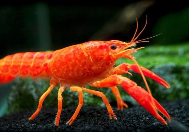 Orange Dwarf Mexican Crayfish