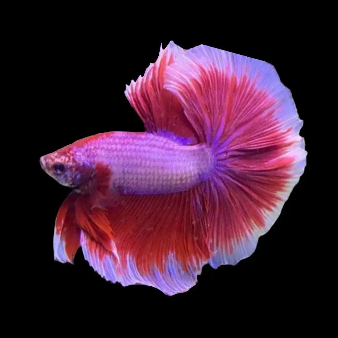 Fancy Halfmoon Betta