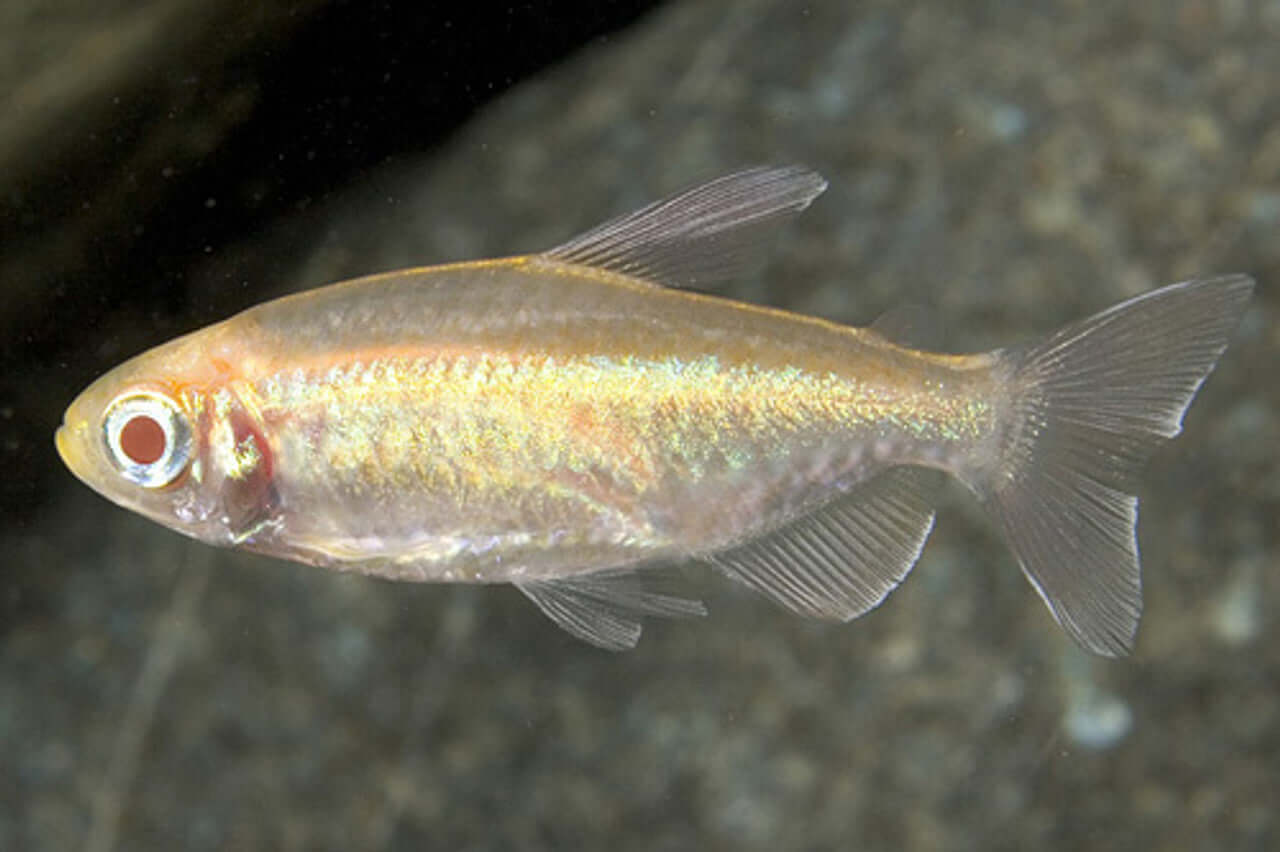 Albino Congo Tetra