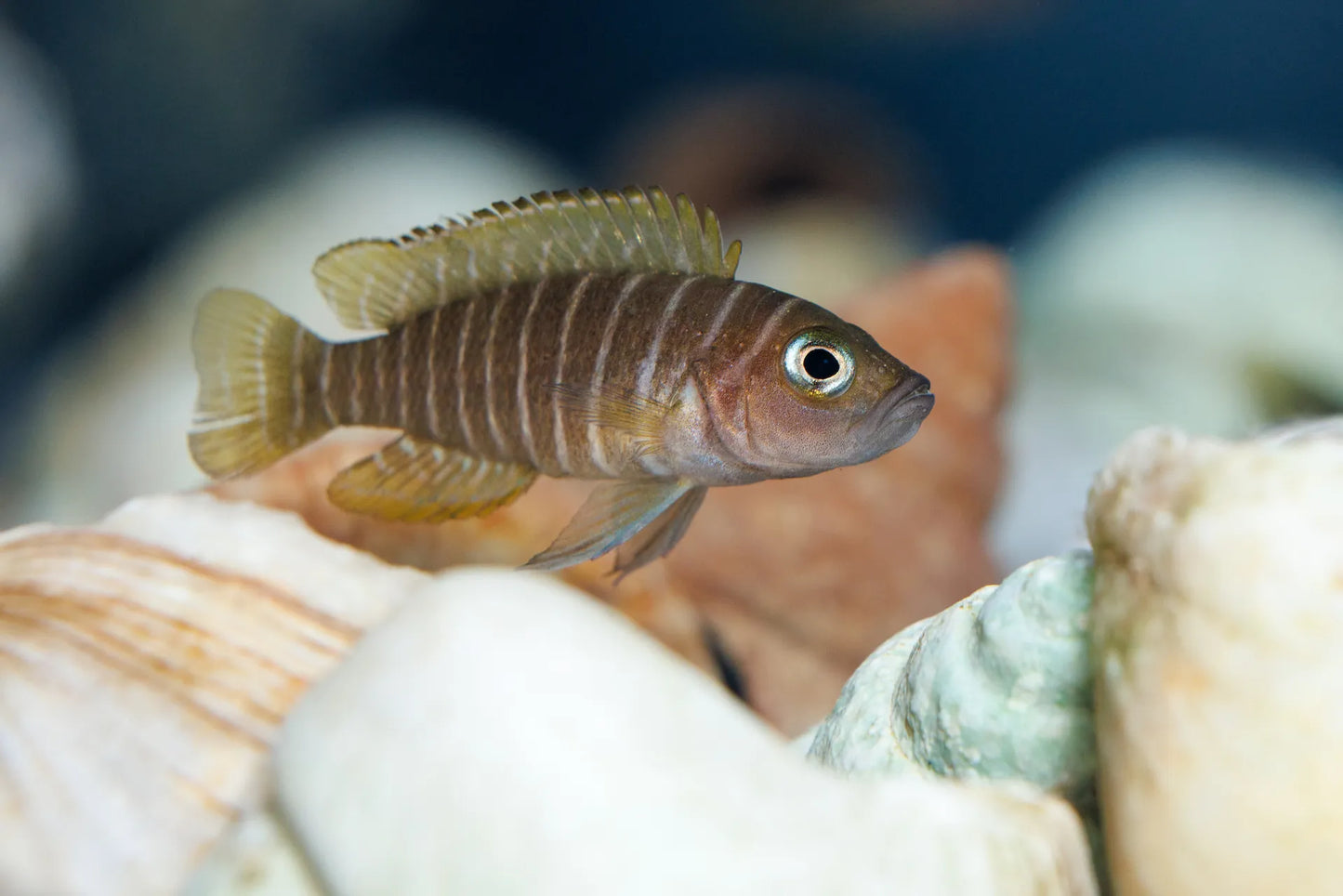 Neolamprologus similis (Shell-dwellers)