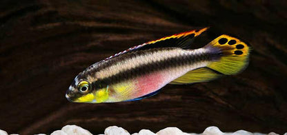 Kribensis Cichlid.