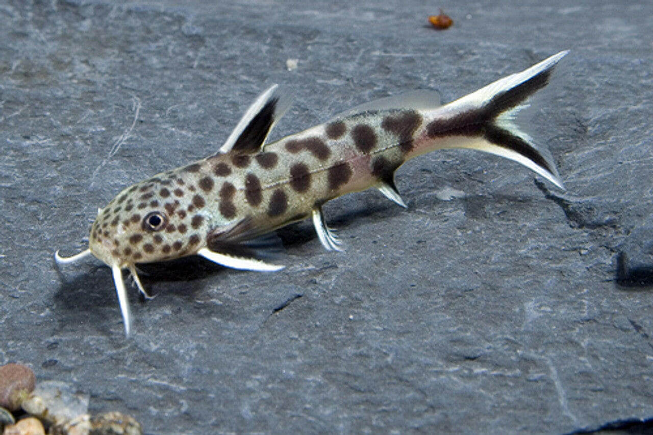 Dwarf Petricola Synodontis Catfish.