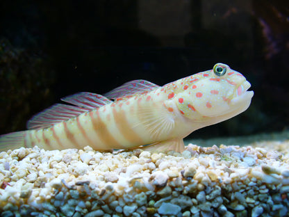 Watchman Goby