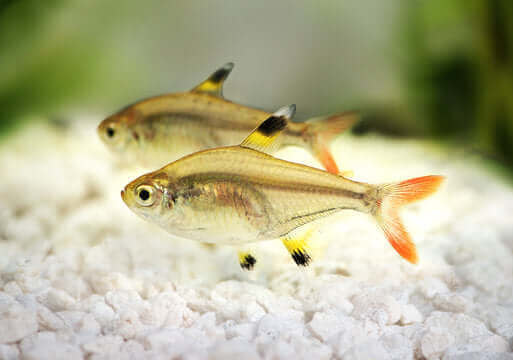 Gold Pristella Tetra