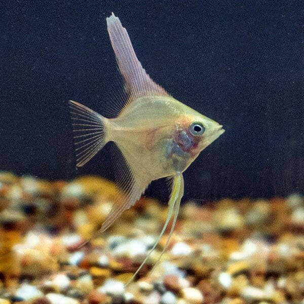 Captive-Bred Gold Angelfish.